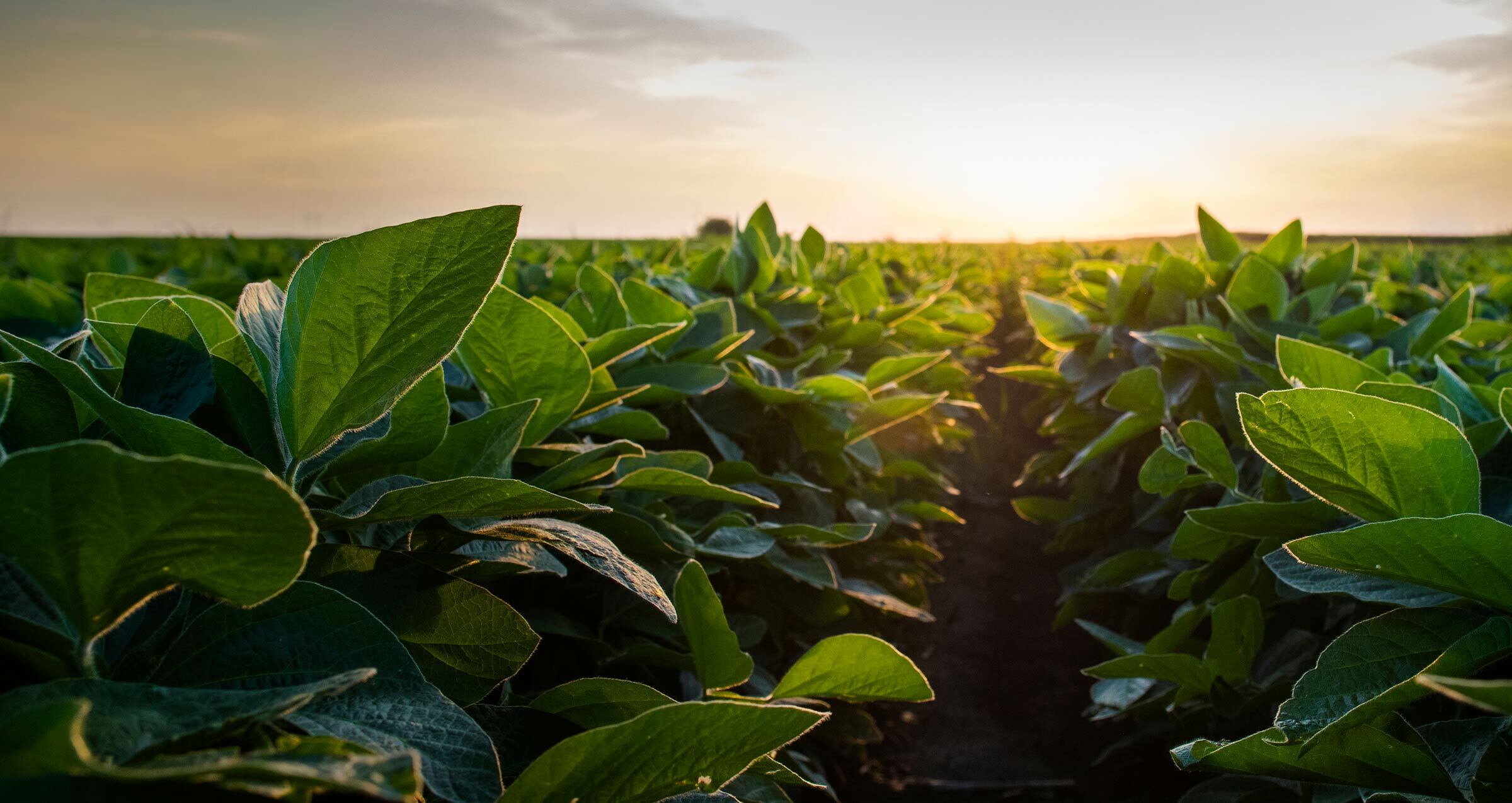 Photo of Agribusiness